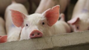 Grippe porcine